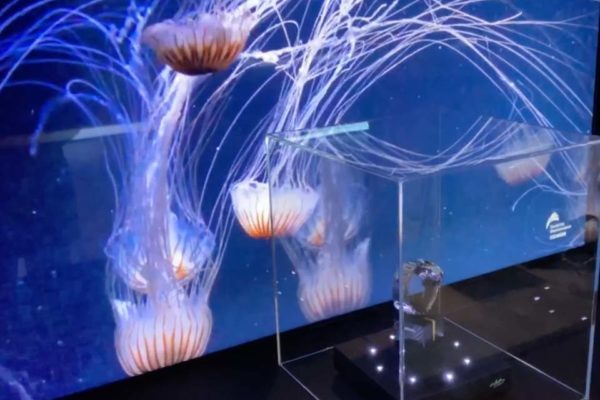 Seiko Taucheruhr vor einem digitalen Aquarium