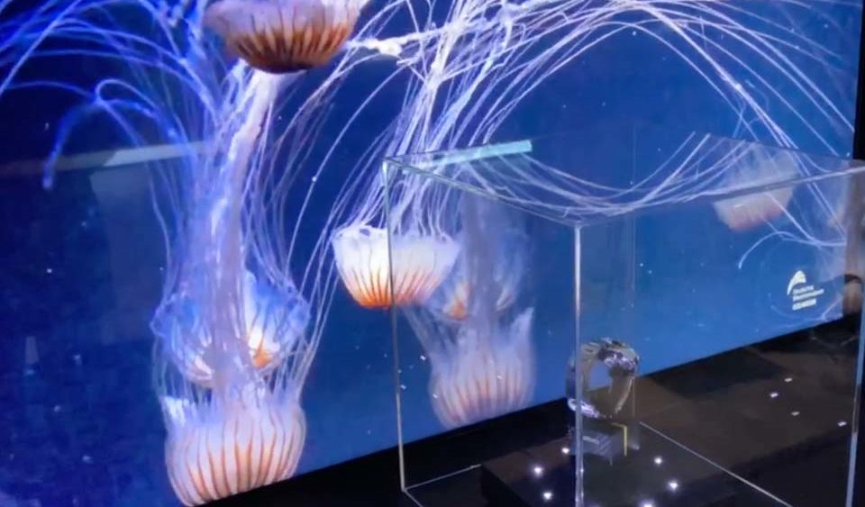 Seiko Taucheruhr vor einem digitalen Aquarium